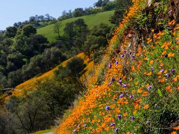 Wildflowers in Calaveras – Daffodils are Here!