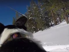 The Pooch Perspective on Cross-Country Ski Trails