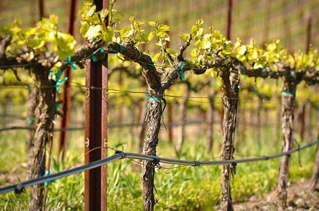 Frog's Tooth Vineyards: award-winning, Sierra Foothills wines